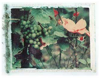 Washington Vineyards portfolio