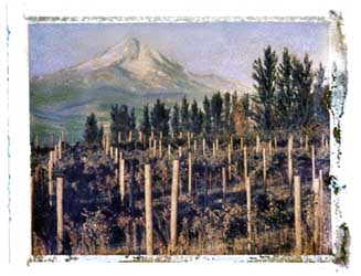 Washington Vineyards portfolio